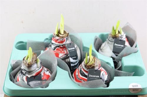 Hippeastrum bol gewaxt H%