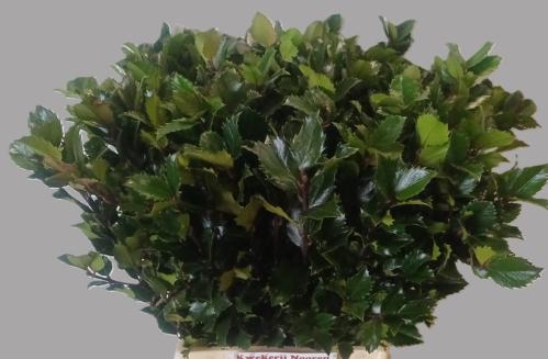 Ilex x meserveae 'Blue Prince'