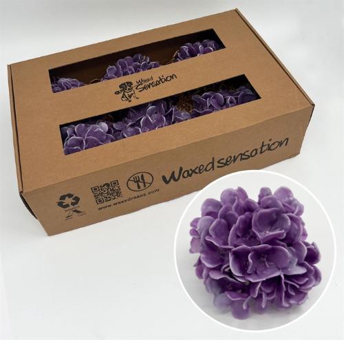 Hydrangea overig kleurbehandeld H%