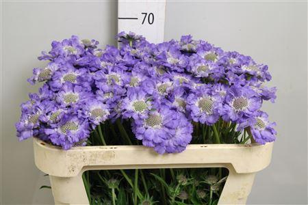 Scabiosa caucasica 'Staefa'