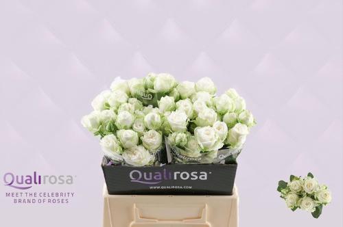 Rosa tros Miss Bombastic