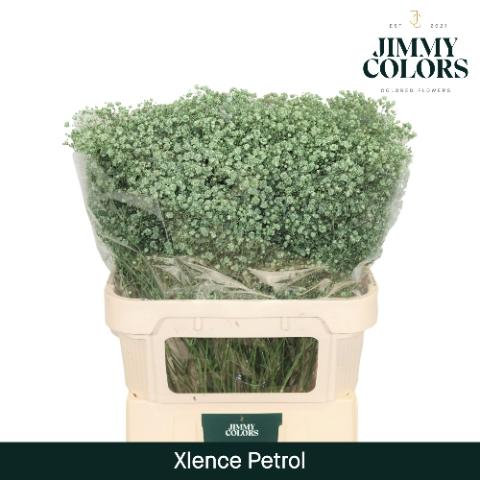 Gypsophila overig kleurbehandeld H%