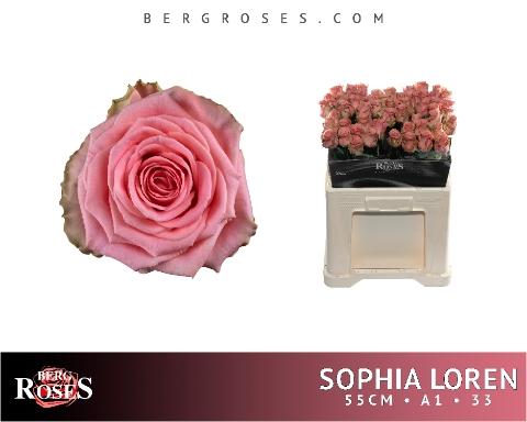 Rosa grootbloemig Sophia Loren