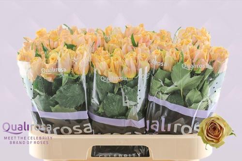 Rosa grootbloemig Golden Mustard