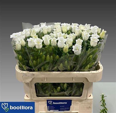 Campanula medium 'Champion White'