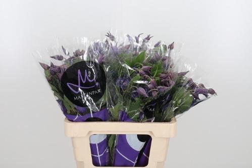 Clematis Amazing Sydney