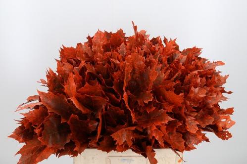 quercus overig kleurbehandeld H%