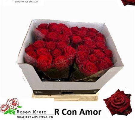 Rosa grootbloemig Con Amore