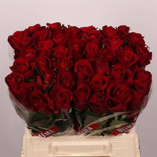 Rosa grootbloemig Ever Red