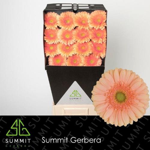 Gerbera grootbloemig Pre - Extase