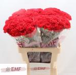 e366ed88-bd3c-4921-aef5-c0966b5edeaa.jpg