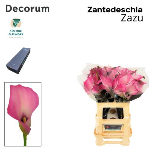 Zantedeschia 'Zazu'