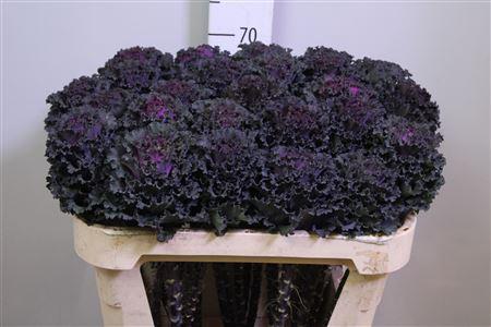 Brassica oleracea Black Angel