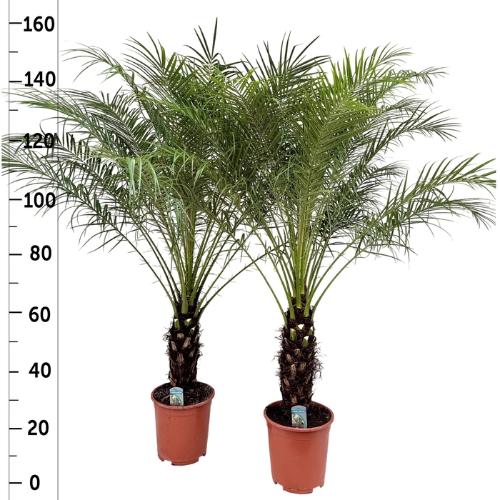 Phoenix roebelenii