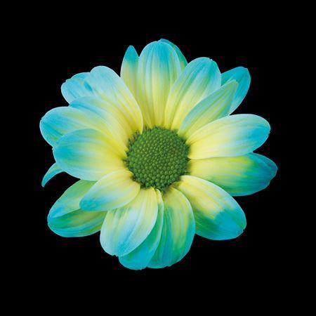 Chrysanthemum Indicum Grp tros kas kleurbehandeld H%