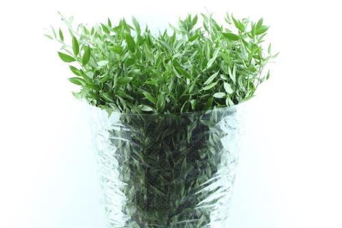 Danae racemosa per bos