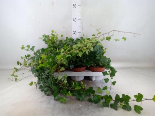 Hedera helix 'Wonder'