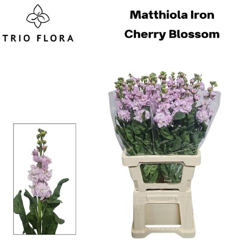 Matthiola incana 'Iron Cherry Blossom'
