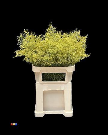 Limonium overig kleurbehandeld H%