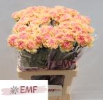 e3764bf8-96fb-4dde-908f-13c9df5eddf4.jpg