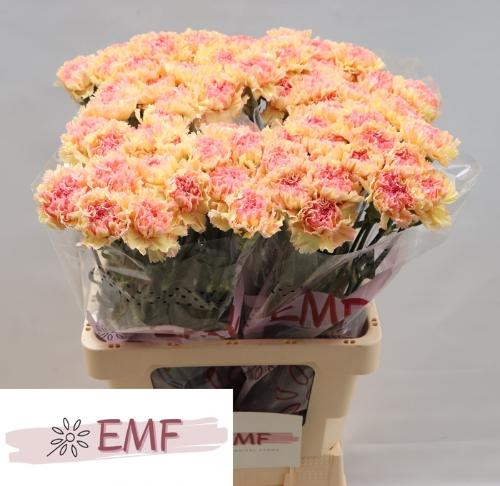 Dianthus standaard Activa