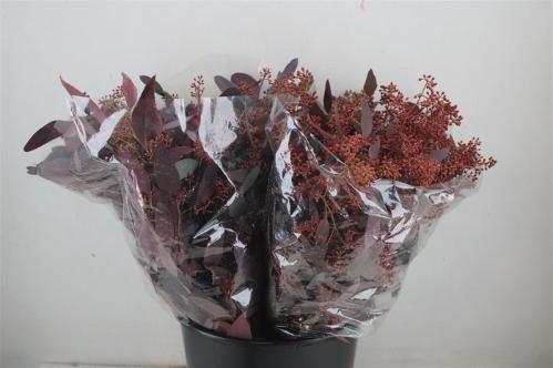 Eucalyptus polyanthemos (fruit) kleurbehandeld per bos H%