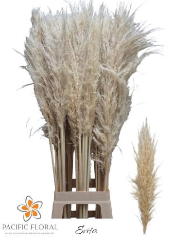 Cortaderia selloana 'Evita'