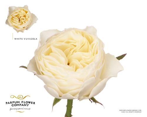 Rosa grootbloemig 'White Vuvuzela'