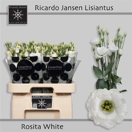 Eustoma russellianum gevuldbloemig 'Rosita White'