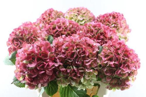 Hydrangea macrophylla My Beautiful Vienna (classic)