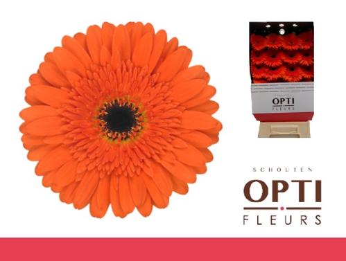 Gerbera grootbloemig 'Candela'