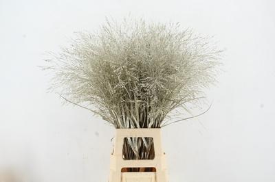 Siergras kleurbehandeld H%