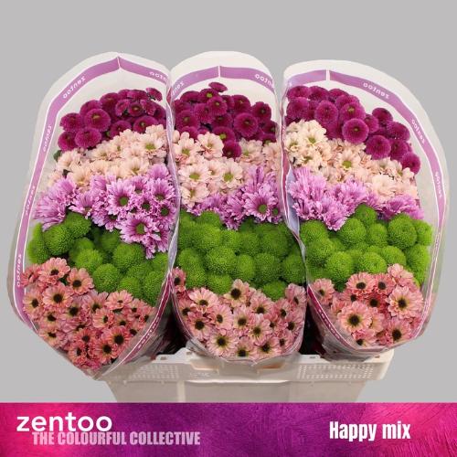 Chrysanthemum Indicum Grp tros santini gemengd