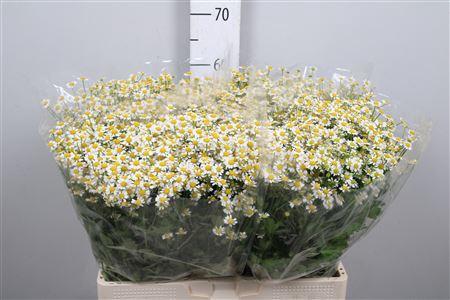 Tanacetum parthenium 'Single Vegmo'