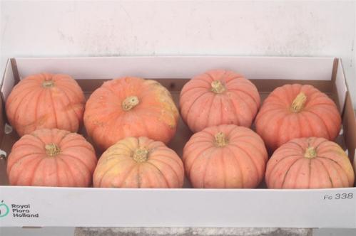 Cucurbita