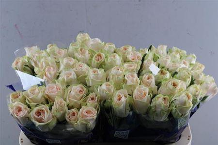 Rosa grootbloemig Wedding Rose
