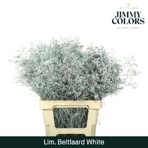 Limonium overig kleurbehandeld H%