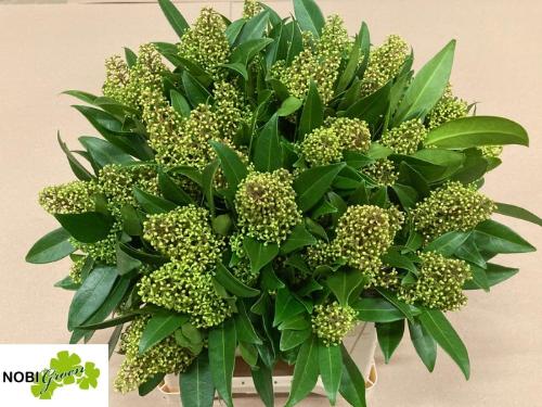 Skimmia per bos confusa 'Kew Green'