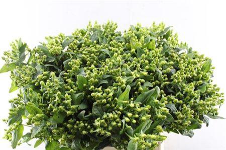 Hypericum x inodorum Magical Emerald Fall