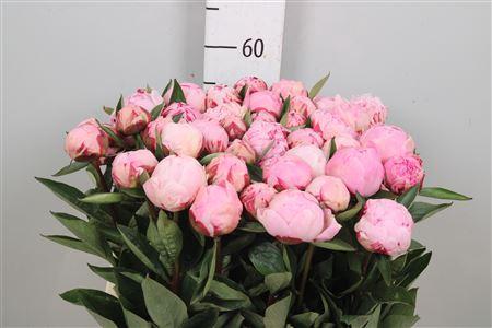 Paeonia Lactiflora Grp 'Sarah Bernhardt'