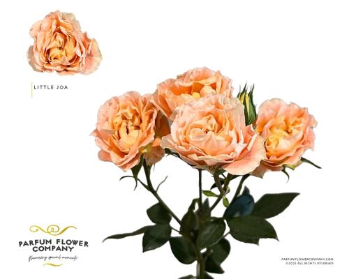 Rosa grootbloemig overig