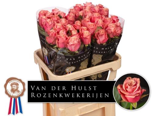 Rosa grootbloemig Adele