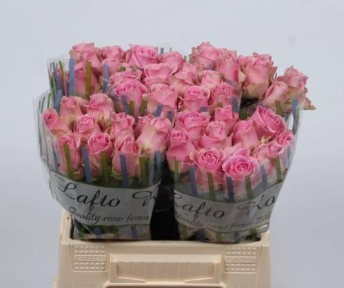 Rosa grootbloemig Wham