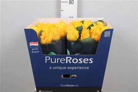 Rosa grootbloemig Palmares!