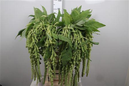 Amaranthus caudatus 'Cycloop'