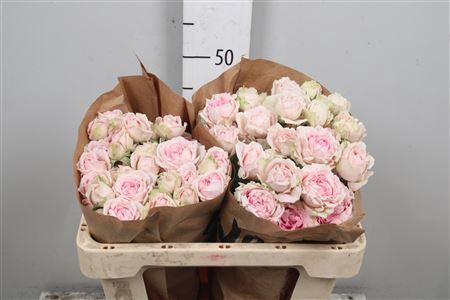 Rosa tros Candy Flow