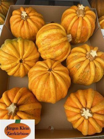 Cucurbita pepo 'Kamo-Kamo'