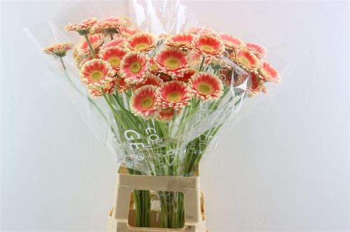 Gerbera mini 'Tompouce'