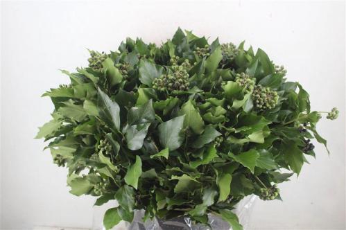 Hedera overig met bes