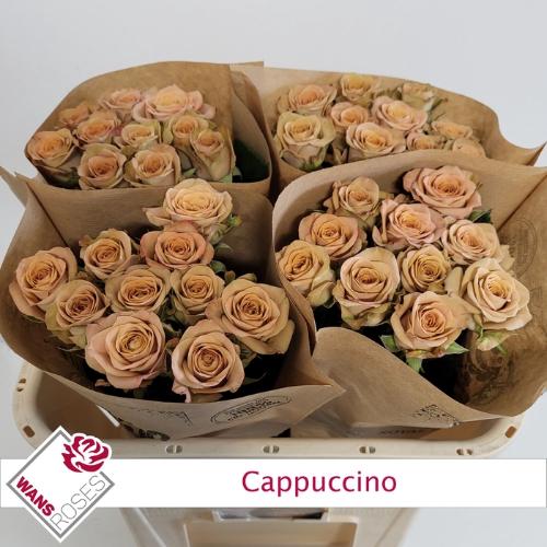 Rosa grootbloemig Cappuccino